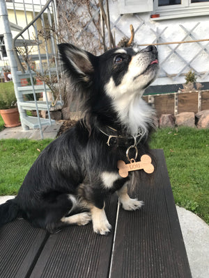 Hundemarke